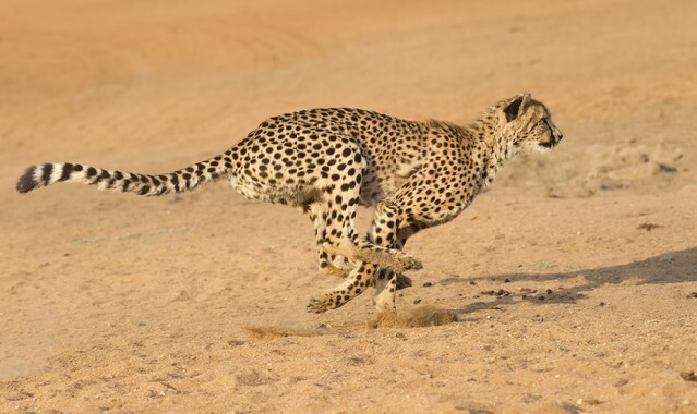 Cheetah (Acinonyx jubatus) running, South Africa
